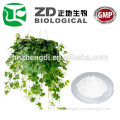 high quality natural ivy leaf extract